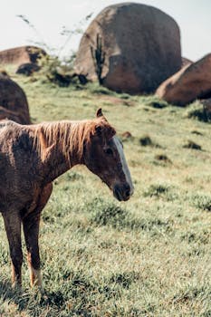 Horse Standing in Sunny Field on Hillside