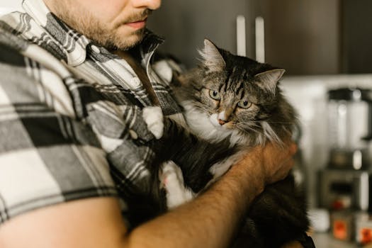 Person Holding Gray and White Tabby Cat